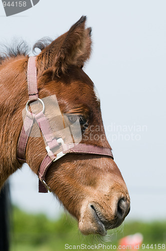 Image of Dreamy foal