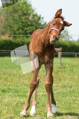 Image of Cute 10 day old foal looking funny