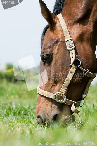 Image of Horse closeup eating