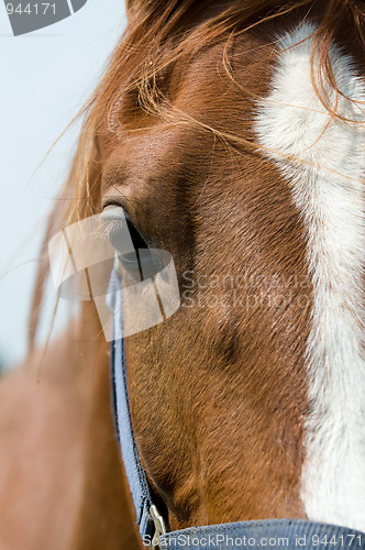 Image of Horse closeup