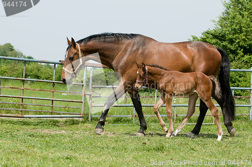 Image of Mare and foal in the field