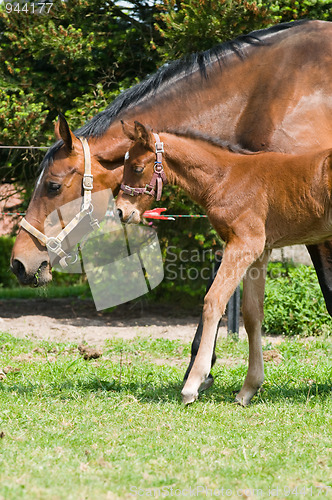 Image of Mare and foal