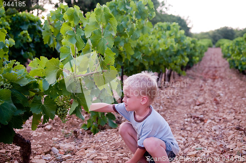 Image of Young boy harvesting grape