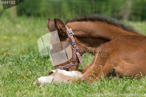 Image of Resting foal