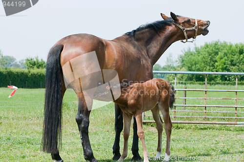 Image of Drinking Milk