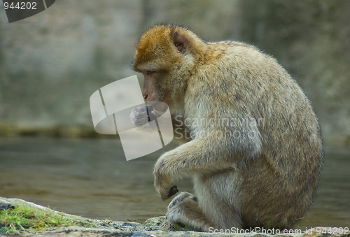 Image of Resting Berber Ape