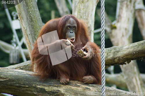 Image of Eating Orang Oetan