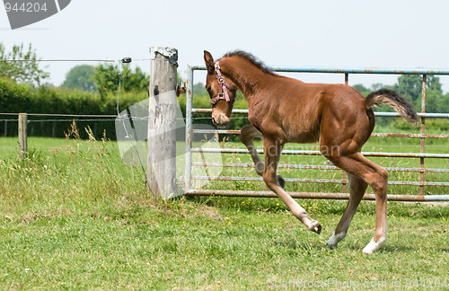 Image of Happy foal