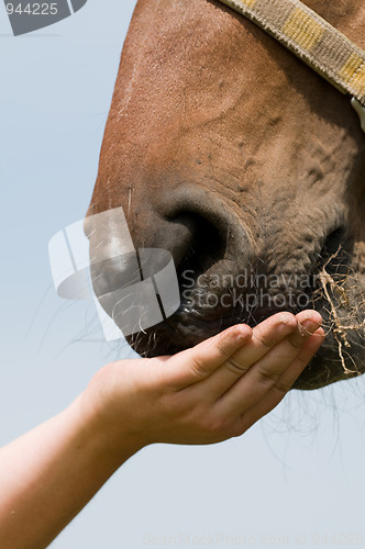 Image of Horse Eating Grass