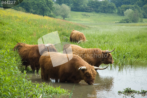 Image of Highland Steers