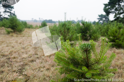 Image of Heathland