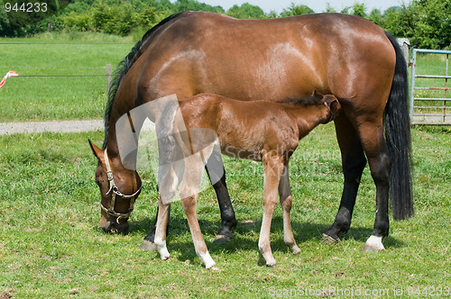 Image of Drinking Milk