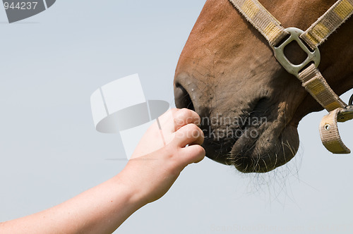 Image of Horse's nose