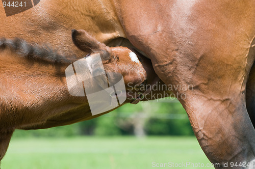 Image of Drinking Milk