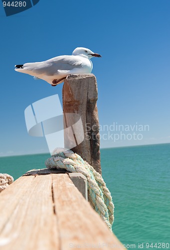 Image of seagull