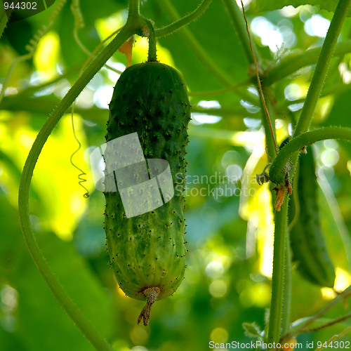 Image of Cucumbers