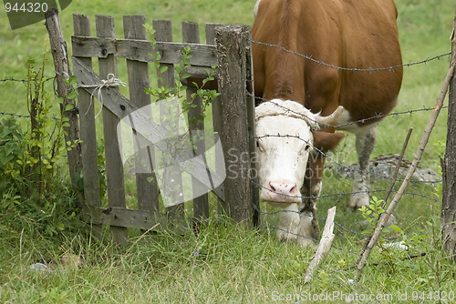 Image of cow portrait