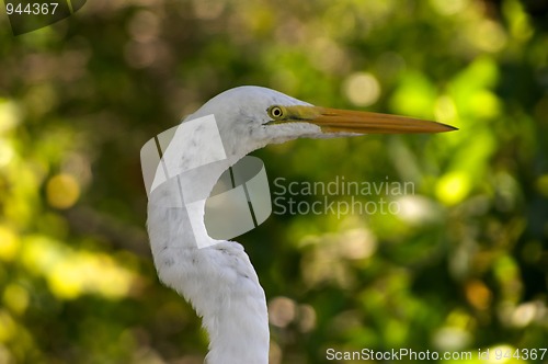 Image of great white heron head