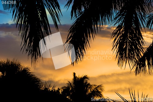 Image of palm tree silhouettes at sunset