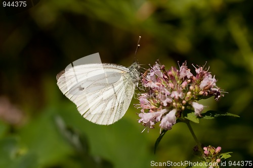 Image of white butterfly