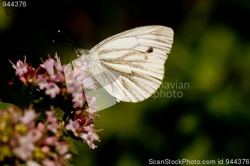 Image of white butterfly