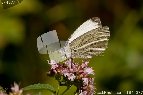 Image of white butterfly