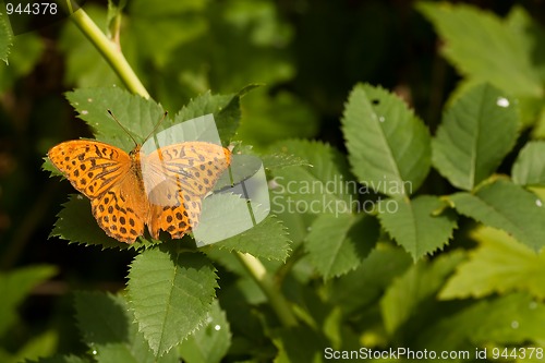 Image of argynnis