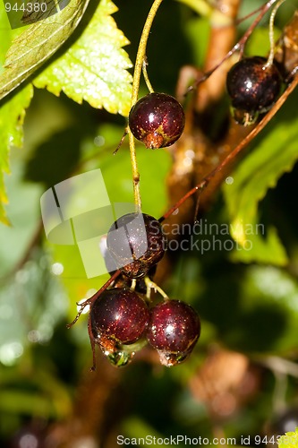 Image of black currants