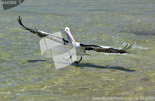 Image of pelican