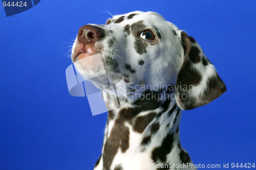 Image of Dalmation