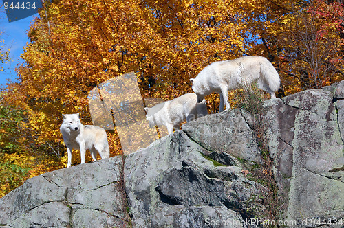 Image of Arctic Wolf