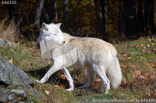 Image of Arctic Wolf