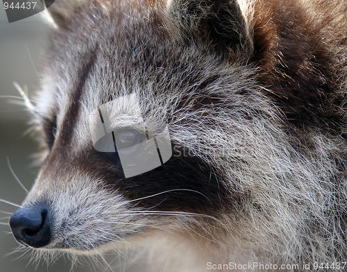 Image of Raccoon