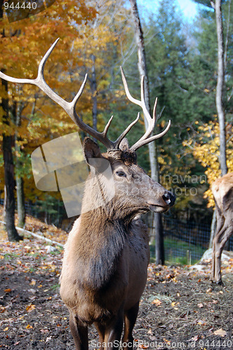 Image of Elk