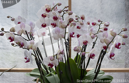 Image of Orchid in hothouse