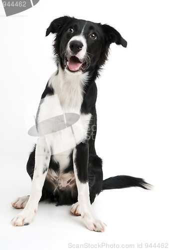 Image of Border collie