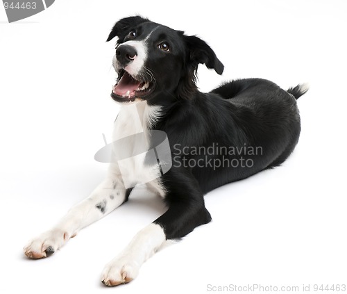 Image of Border collie