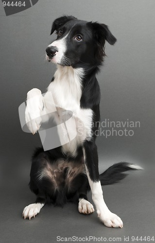 Image of Border collie