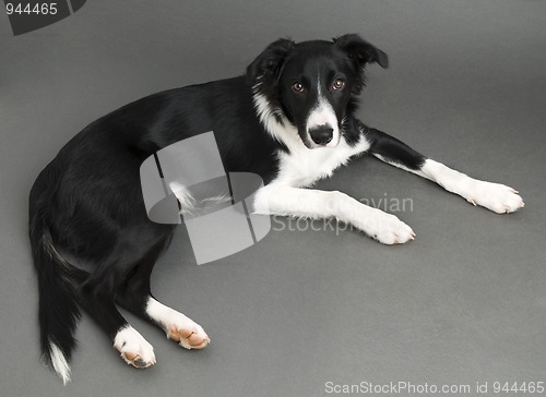 Image of Border collie