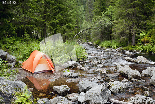 Image of Camping in the Forest