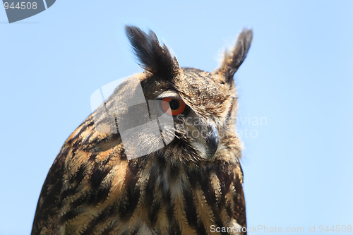 Image of Portrait of an owl