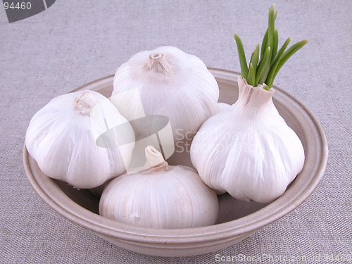 Image of garlic