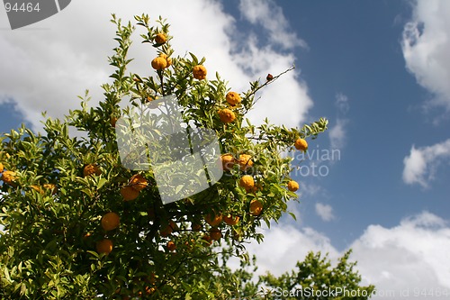 Image of Mandarin tree