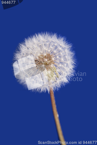 Image of Dandelion isolated on blue background