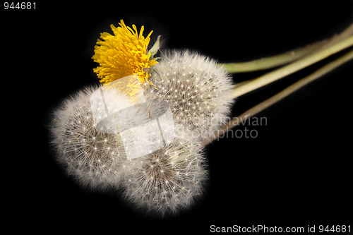 Image of Dandelions isolated on black background