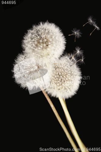 Image of Dandelions isolated on black background