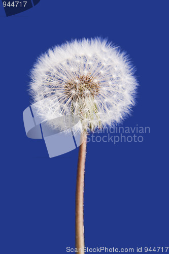 Image of Dandelion isolated on blue background