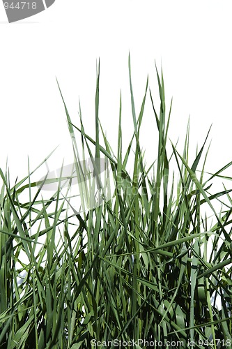 Image of green grass isolated on white background