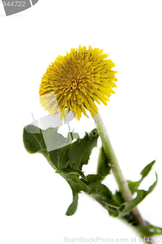 Image of Dandelion isolated on white background