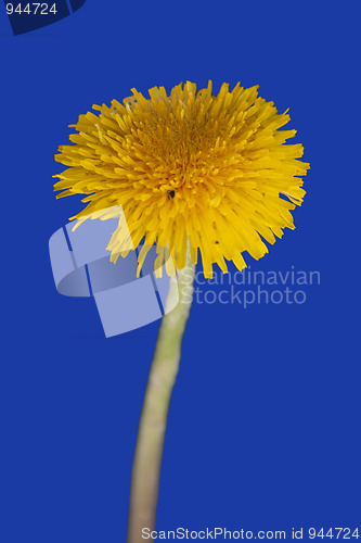 Image of Dandelion isolated on blue background